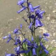 ヒメ日記 2026/04/21 06:20 投稿 みのり 熟女の風俗最終章 相模原店