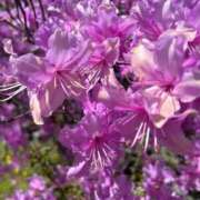 ヒメ日記 2026/04/22 08:00 投稿 みのり 熟女の風俗最終章 相模原店