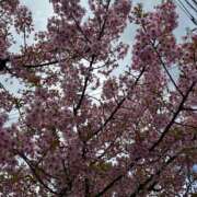 ヒメ日記 2025/03/17 13:21 投稿 みのり 熟女の風俗最終章 町田店