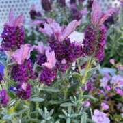 ヒメ日記 2025/04/01 17:51 投稿 みのり 熟女の風俗最終章 町田店