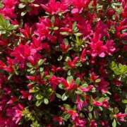 ヒメ日記 2025/04/16 11:51 投稿 みのり 熟女の風俗最終章 町田店