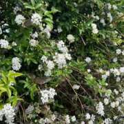 ヒメ日記 2025/04/18 16:02 投稿 みのり 熟女の風俗最終章 町田店