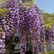 ヒメ日記 2025/04/19 17:35 投稿 みのり 熟女の風俗最終章 町田店