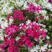 ヒメ日記 2025/04/20 19:11 投稿 みのり 熟女の風俗最終章 町田店