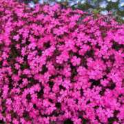 ヒメ日記 2025/04/28 10:04 投稿 みのり 熟女の風俗最終章 町田店