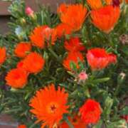 ヒメ日記 2025/05/01 05:20 投稿 みのり 熟女の風俗最終章 町田店