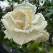 ヒメ日記 2025/05/13 08:11 投稿 みのり 熟女の風俗最終章 町田店