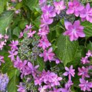 ヒメ日記 2025/06/09 22:05 投稿 みのり 熟女の風俗最終章 町田店