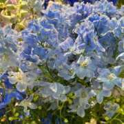 ヒメ日記 2025/06/11 06:53 投稿 みのり 熟女の風俗最終章 町田店