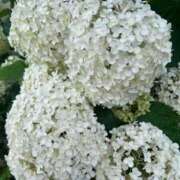 ヒメ日記 2025/06/14 06:40 投稿 みのり 熟女の風俗最終章 町田店