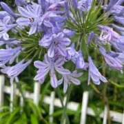 ヒメ日記 2025/06/14 07:11 投稿 みのり 熟女の風俗最終章 町田店