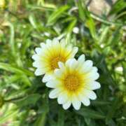 ヒメ日記 2025/07/07 04:40 投稿 みのり 熟女の風俗最終章 町田店