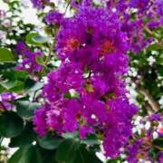 みのり ( ^ω^ ) 熟女の風俗最終章 町田店