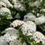 ヒメ日記 2026/04/21 05:30 投稿 みのり 熟女の風俗最終章 町田店