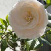 ヒメ日記 2026/04/21 08:41 投稿 みのり 熟女の風俗最終章 町田店