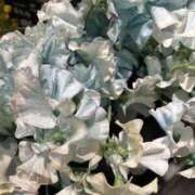 ヒメ日記 2026/04/21 08:50 投稿 みのり 熟女の風俗最終章 町田店