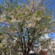 ヒメ日記 2026/04/15 12:25 投稿 月岡未来(みらい) 東京不倫～とうきょうふりん～