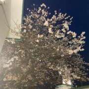 える お礼💌🕊️ 奥様なでしこ