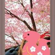 ヒメ日記 2025/03/12 17:53 投稿 まつり 三重松阪ちゃんこ