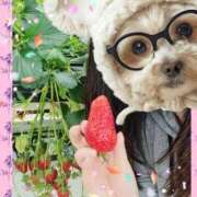 ヒメ日記 2025/04/15 18:23 投稿 まつり 三重松阪ちゃんこ