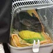 ヒメ日記 2025/06/01 17:23 投稿 まつり 三重松阪ちゃんこ