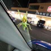 ヒメ日記 2025/07/25 13:33 投稿 まつり 三重松阪ちゃんこ