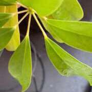 まつり 雨 三重松阪ちゃんこ