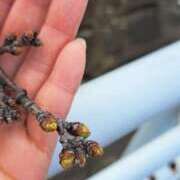 ヒメ日記 2026/03/20 16:53 投稿 まつり 三重松阪ちゃんこ