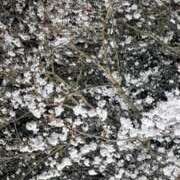 ヒメ日記 2026/03/30 17:33 投稿 まつり 三重松阪ちゃんこ