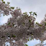 ヒメ日記 2026/04/07 08:55 投稿 ミナミ バニーコレクション千葉栄町店