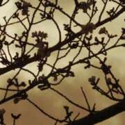 ヒメ日記 2025/04/01 14:03 投稿 せな ギン妻パラダイス 堺東店