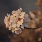 ヒメ日記 2025/04/07 12:23 投稿 せな ギン妻パラダイス 堺東店