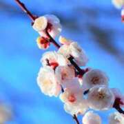 せな こんにちは ギン妻パラダイス 堺東店