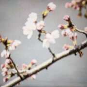 ヒメ日記 2025/03/10 23:33 投稿 とうこ 熟女デリヘル倶楽部