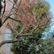 ヒメ日記 2025/03/25 11:25 投稿 とうこ 熟女デリヘル倶楽部