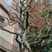 ヒメ日記 2025/03/27 23:42 投稿 とうこ 熟女デリヘル倶楽部