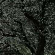 ヒメ日記 2025/04/09 23:23 投稿 とうこ 熟女デリヘル倶楽部