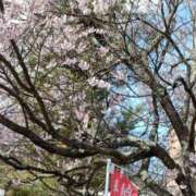 ヒメ日記 2025/04/25 23:58 投稿 とうこ 熟女デリヘル倶楽部