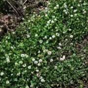 ヒメ日記 2025/05/12 23:55 投稿 とうこ 熟女デリヘル倶楽部