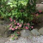 ヒメ日記 2025/05/25 23:58 投稿 とうこ 熟女デリヘル倶楽部