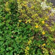 ヒメ日記 2025/06/09 23:54 投稿 とうこ 熟女デリヘル倶楽部