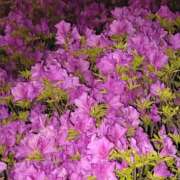 ヒメ日記 2025/08/14 23:59 投稿 とうこ 熟女デリヘル倶楽部