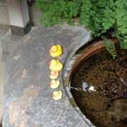 ヒメ日記 2025/08/22 23:58 投稿 とうこ 熟女デリヘル倶楽部