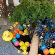 ヒメ日記 2025/09/09 23:41 投稿 とうこ 熟女デリヘル倶楽部