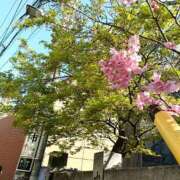 ヒメ日記 2026/03/17 23:59 投稿 とうこ 熟女デリヘル倶楽部