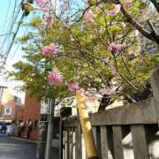 ヒメ日記 2026/03/20 23:59 投稿 とうこ 熟女デリヘル倶楽部