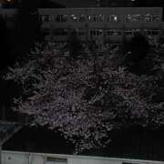 ヒメ日記 2026/03/30 23:55 投稿 とうこ 熟女デリヘル倶楽部