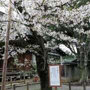 ヒメ日記 2026/04/01 23:51 投稿 とうこ 熟女デリヘル倶楽部