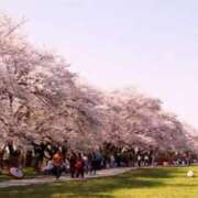 とうこ 地区のお花見🌸 熟女デリヘル倶楽部