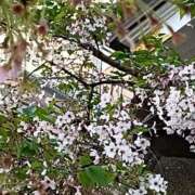 ヒメ日記 2026/04/08 23:59 投稿 とうこ 熟女デリヘル倶楽部